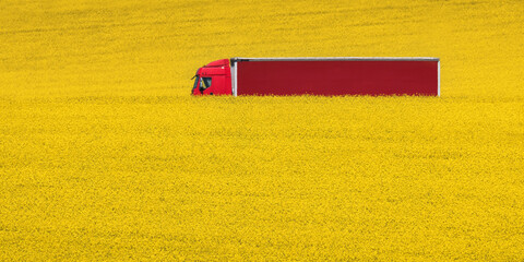 Red truck driving among yellow rapeseed on the field road. 