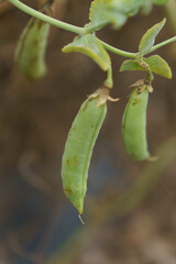 ふっくらと実が膨んだエンドウ