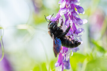 Violet Carpenter bee Xylocopa violacea pollinates a purple flower common vetch or tares flower...