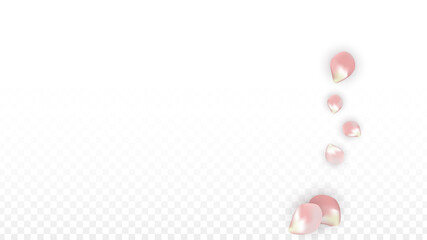 Pink Vector Realistic Petals Falling on Transparent Background. Spring Romantic Flowers Illustration. Flying Petals. Sakura Spa Design. Blossom Confetti. Design Elements for Wedding Decoration.