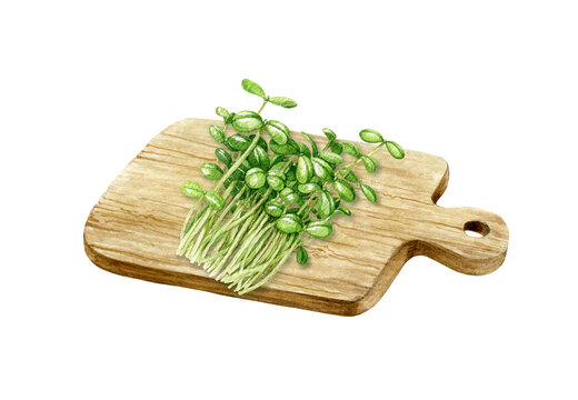 Green sprouts on the cutting board. Watercolor illustration. Healthy vegan eating concept. Clean eating vegetarian diet. Sunflower microgreens on the wooden cutting board element