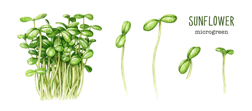 Sunflower microgreen watercolor illustration set. Hand drawn green fresh sprouts. Sunflower plant healthy microgreens element. Microgreen sprouts on white background