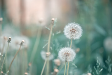 Fluffy dandelions on a beautiful green background. A dreamy art image. Gentle summer background of nature. Selective focus.