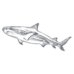 Shark vector illustration. Hand drawing with pen and ink illustration of a great shark. Outlines isolated on white background.