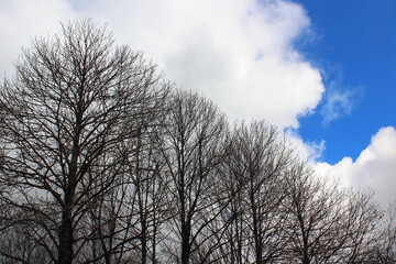 Bare trees in a slanting row in with big white clouds in a blue sky on the background. 