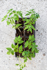 Working in the garden, process of planting tomatoes