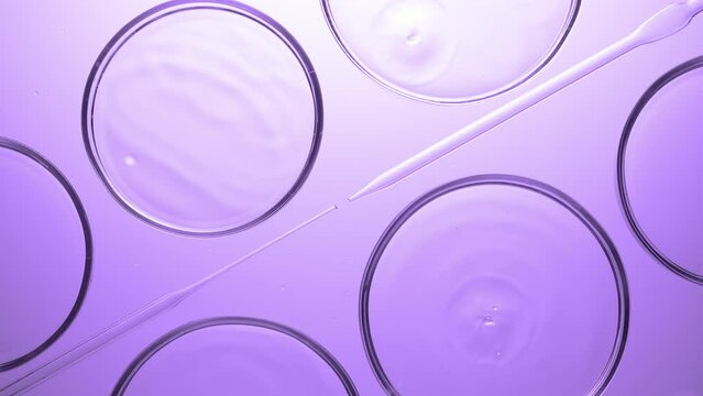 Top view macro shot of transparent drops are falling into transparent liquid in multiple petri dishes lying around droppers on purple background | Abstract face care cosmetics formulating concept