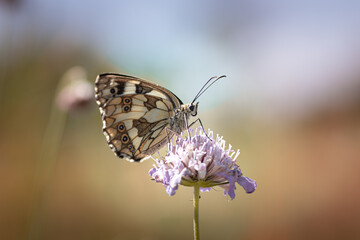 Magnifique papillon butinant une fleur - Beautiful butterfly on a flower