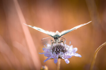 Magnifique papillon butinant une fleur - Beautiful butterfly on a flower