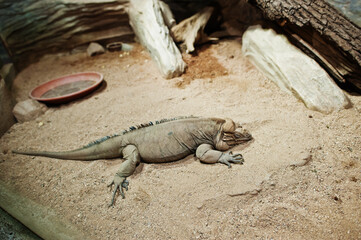 Big iguana lizard in terrarium at zoo.