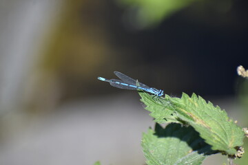 blaue Federlibelle
