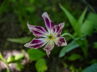 Fototapeta na wymiar beautiful unusual tulips on a green background close-up