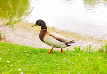 Male Mallard duck (Anas platyrhynchos) walks on the shore of the lake on the green grass