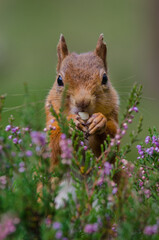 Naklejka na ściany i meble A Red Squirrel foraging among the heather of late Autumn