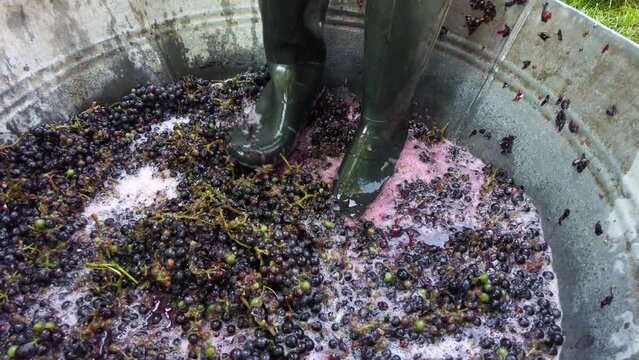 Crushing or press ripe grapes by fit in boots. Pressing grapes to make wine old style.
