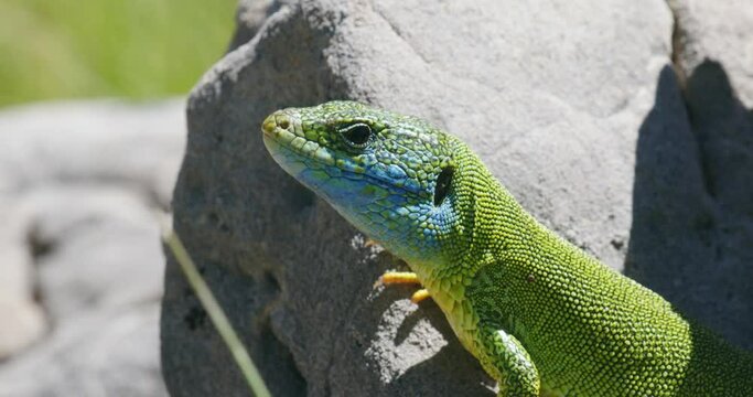 European green lizard (Lacerta viridis) in the rock