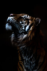 Obraz premium head of tiger