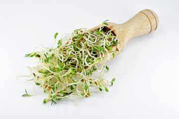 Alfalfa sprouts in wooden scoop, white background. Healthy eating concept