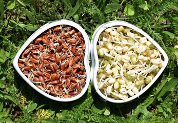 Sprouted red wheat and mung beans in ceramic bowls of heart shape. Healthy eating concept