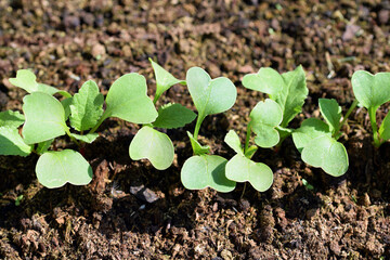 Young plants of radish (Raphanus sativus) growing in a row in a garden bed