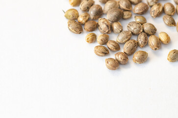 carefully selected cannabis seeds on white background