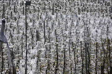 Obraz premium Frozen Apple Trees in Spring after Irrigation during freezing night