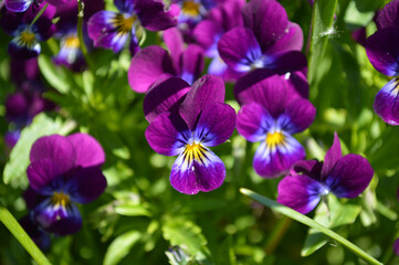 Closeup of purple and blue pansy flowers