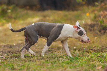 young dog breed pit bull terrier sits on the playground