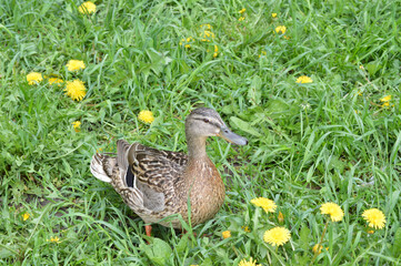 Closeup of a female duck