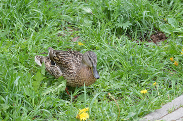 Closeup of a female duck