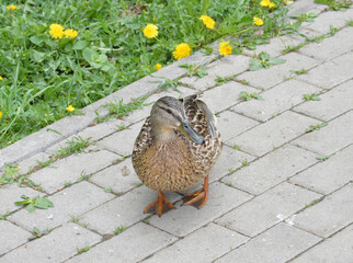 Closeup of a female duck