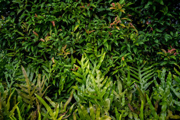 abstract stunning panorama green leaf texture, tropical leaf foliage nature dark green background. green banners nature tropical concept