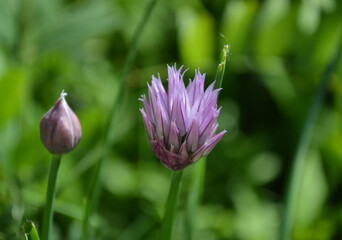 Closeup of purple garlic flowers