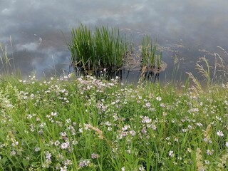 grass and water