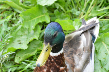 Closeup of a male duck 