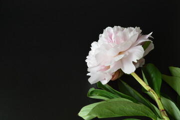 Fototapeta na wymiar Light pink peony flower on the table