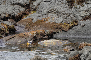 sea turtle on the beach