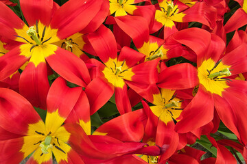 Rot und gelb blühende Blumen in einem Blumenbeet