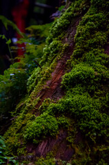 Fototapeta premium close up, forest, verdant, ferns, green, bryophytes