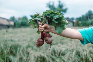 Harvesting. Person holding a bunch of beetroot eco fresh red organic beetroot at garden. Fresh...
