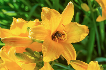 A bee collects honey from a lily flower. Large yellow lily flower in the garden. Macro