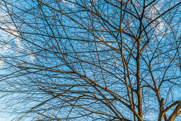 Trees are left with branches Silhouettes of trunks and branches a meadow soil in a rice field with fluffy clouds blue sky daylight background.