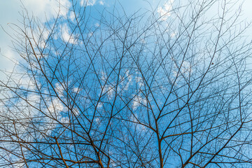 Obraz premium Trees are left with branches Silhouettes of trunks and branches a meadow soil in a rice field with fluffy clouds blue sky daylight background.