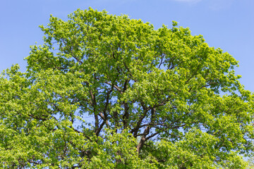 oak against the sky