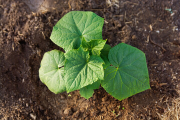 A sprout of a young cucumber in the soil. View from above. Young leaves of cucumber plant
