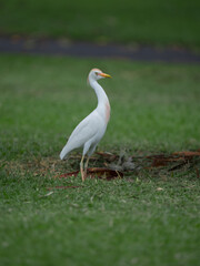 cattle egret