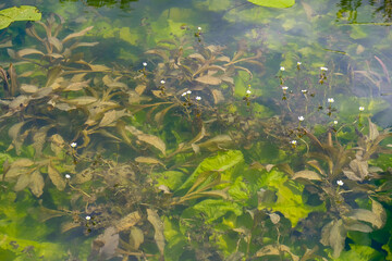 Green algae. Aquatic plants. Underwater. Wallpaper.