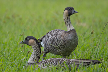 hawaiian goose on the grass nene