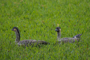 hawaiian goose on the grass nene