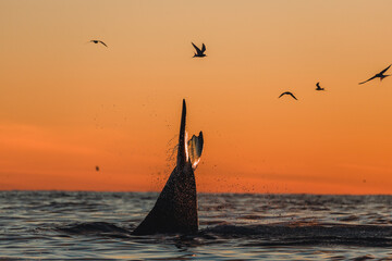 Naklejka premium Humpback whale breaching and lob tailing during the never ending sunset around Iceland, in summer time on the feeding grounds